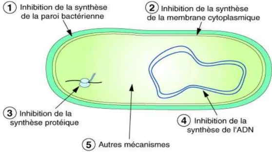 Figure 07: Les différents emplacements d’un antibiotique dans une bactérie [43]. 