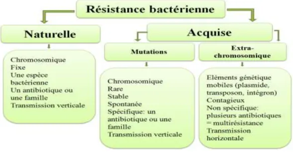 Figure 08: Les deux types de la résistance bactérienne aux antibiotiques [49]. 