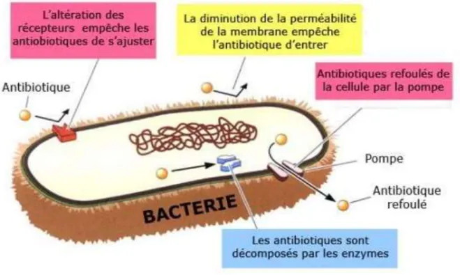Figure  09 :  Principaux  mécanismes  biochimiques  de  la  résistance  bactérienne  aux  antibiotiques [50]
