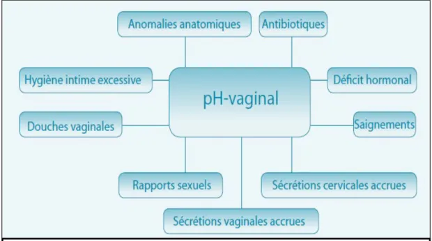 Figure 04 : Facteurs influençant le pH vaginal (Menard et Bretelle, 2012). 