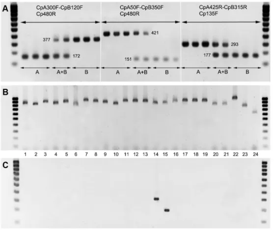 Figure 4.  Amplicons from PCRs using the ITS2 primer sets designed for the characterization of C
