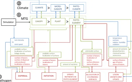 Fig. 2. Relationships between the MTG (green), the pathogen (red) and climate (blue) in the model  Definition of template classes for the disease 