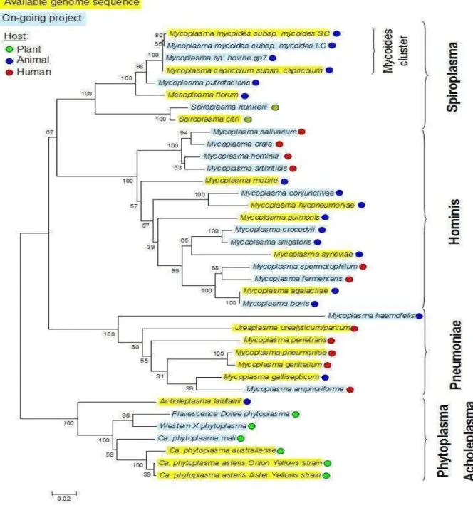 Figure 03 : Arbre phylogénétique des Mollicutes [12]. 