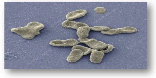 Figure 04 : Amas de la bactérie M. genitalium [15]. 