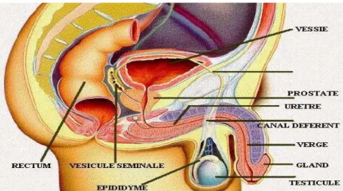 Figure 09: Représentation schématique de l’appareil génital masculin [24]. 