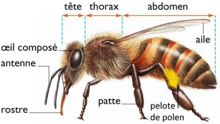 Figure 2:morphologie d’abeille (Paterson, 2011). 