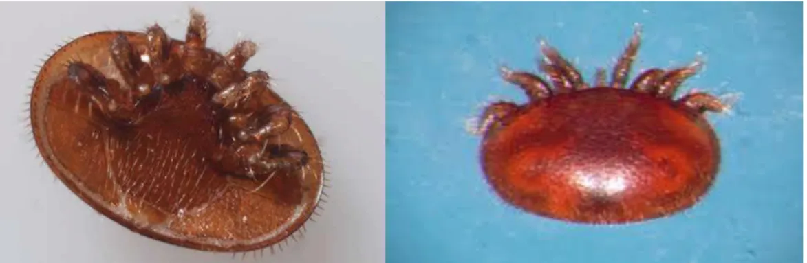 Figure 9: Varroa destructor (Mark et Cliff, 2001) 