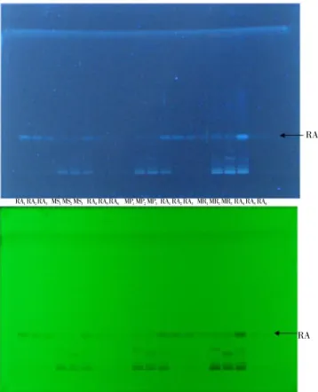 Figure 2.  HPTLC  fingerprints of mint extracts and rosmarinic acid under  UV 366 nm  and  UV 254  nm 