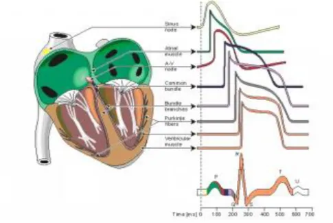 Figure I.6. Aspect normal des ondes du signal ECG [8]. 