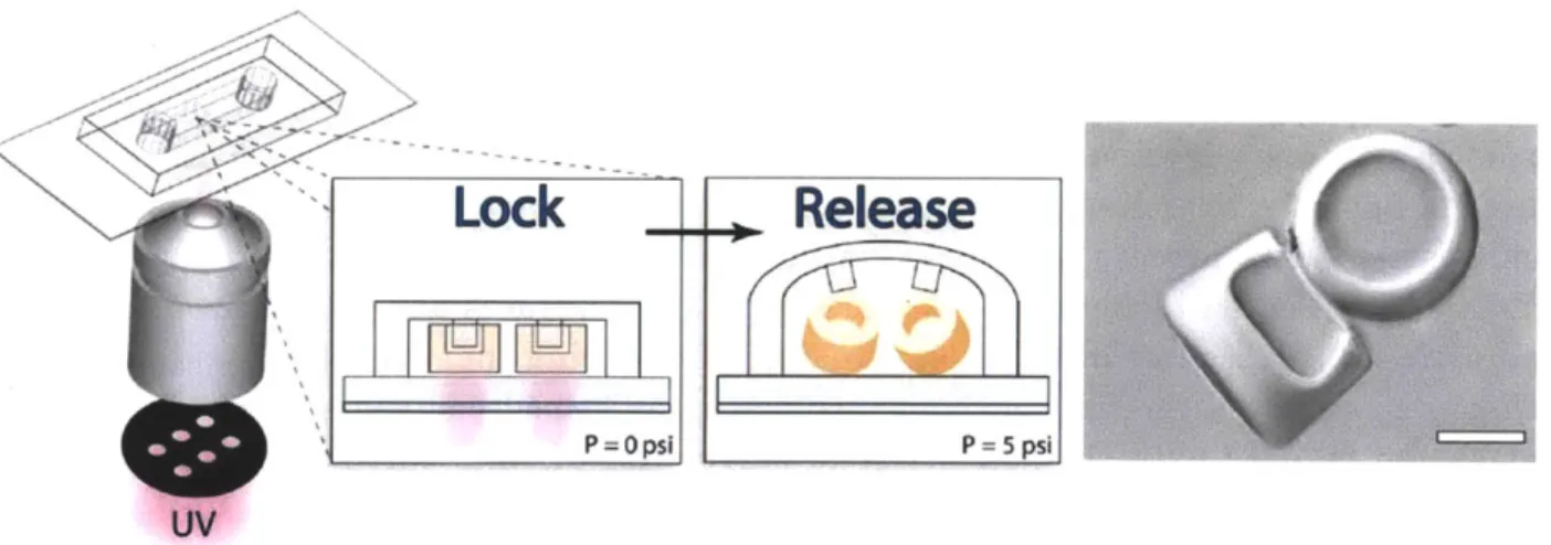 Figure  2.5:  3D particle synthesis from  channels with positive topographies. Microcups with  30-pm  -