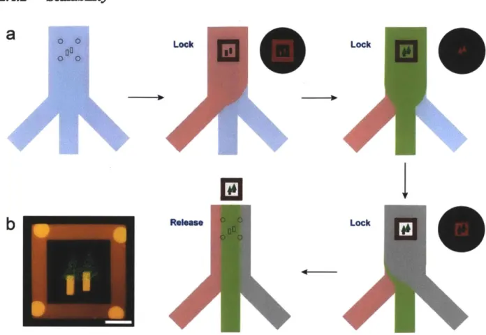 Figure  2.8:  Composite particles with  three distinct chemistries. (a) A  schematic diagram showing the synthesis of composite particles with  three chemistries