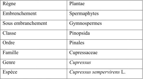 Tableau 01 :Classification de Cyprès Règne   Embrenchement   Sous embranchement  Classe  Ordre  Famille  Genre  Espèce 
