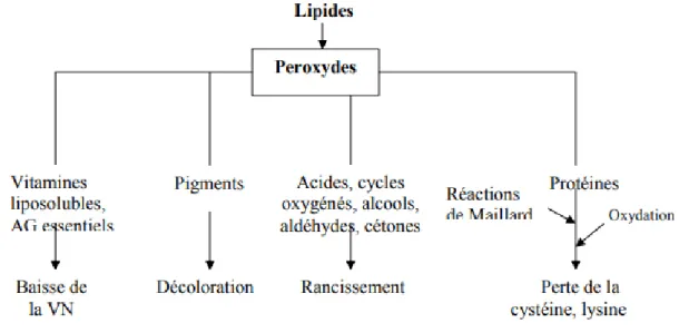 Figure II.2: Conséquences de la peroxydation des lipides (Frenot et Vierling, 1997). 