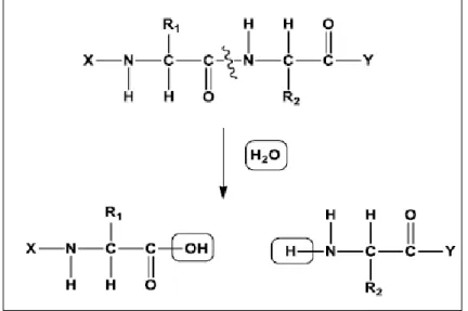 Figure 1 : Mécanisme général de l'action des enzymes protéolytiques (Homaei et al., 2016).