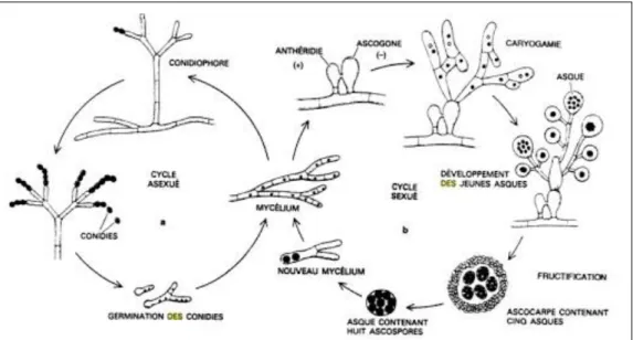 Figure 5 : Cycle de la reproduction sexuée et asexuée des moisissures (Jennings et Lysek,  1996)