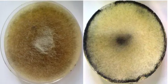 Figure 7 : Aspect macroscopique des cultures de M. circinelloides (à gauche) et R. stolonifer  (à droite) sur milieu PDA âgées de 5-7 jours à 28°C