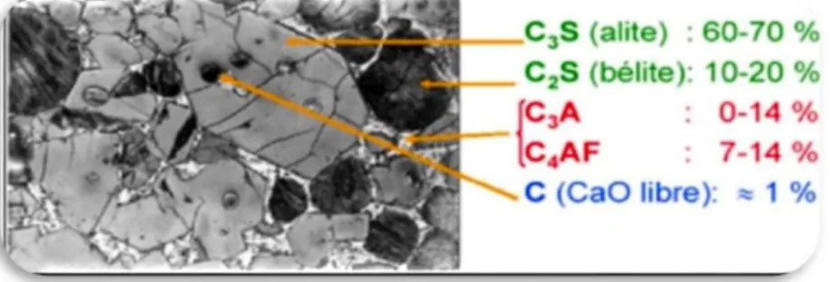 Figure II.8: Micrographie des quatre  phases principales  de clinker  D.  Refroidissement  