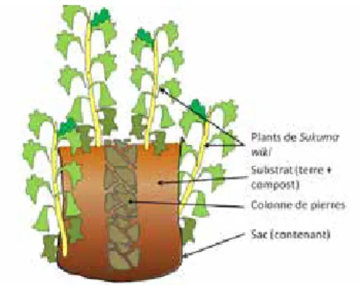 FIGURE 1 COUPE TRANSVERSALE DE SAC POTAGER