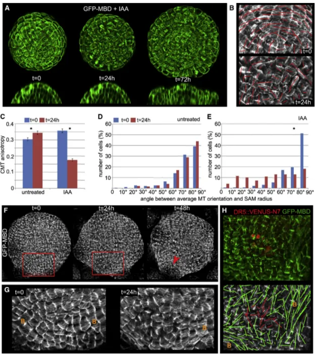 Figure S1D). CMT disorganization preceded the formation of outgrowths, only visible 72 hr after the initial auxin application (Figure 1A; Figure S1D)