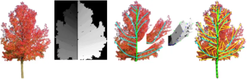 Fig. 7. An exemple of skeleton for the Liquidambar tree.