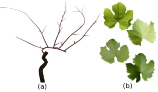 Fig. 9. Example with the case of vine. (a) Branch structure modelisation. (b) Textures of vine leaves.