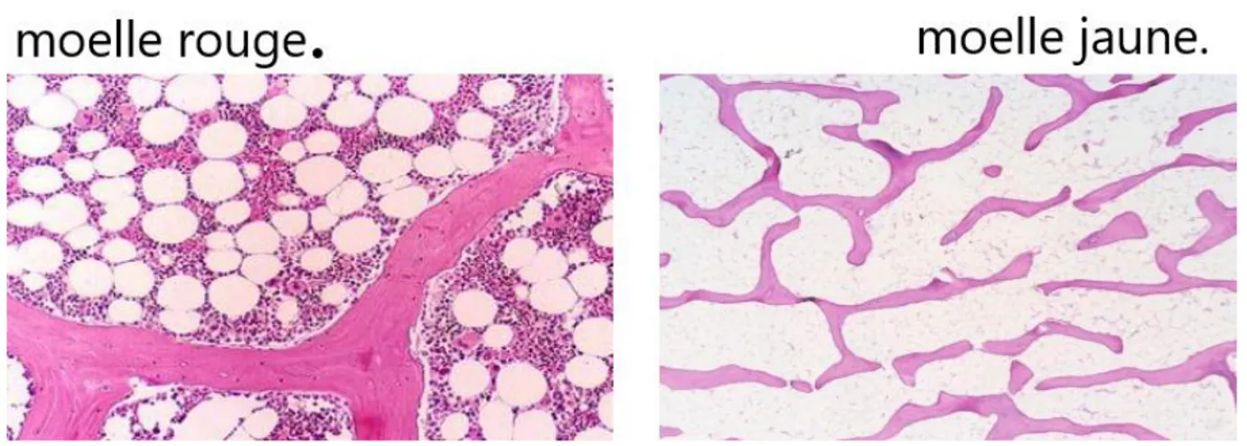 Figure 03:les tissus de la moelle osseuse.(Dr.kerfouf, 2014)  I.1.4 Moelle richement cellulaire  