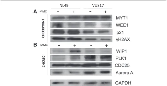 Fig. 6 FA and normal cells co-express checkpoint and CHKREC proteins. a Western Blot analysis of checkpoint proteins
