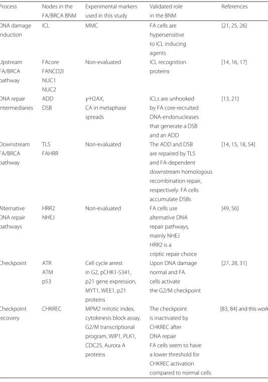 Table 3 Correlation between experimental validations and nodes in the FA/BRCA BNM Process Nodes in the Experimental markers Validated role References