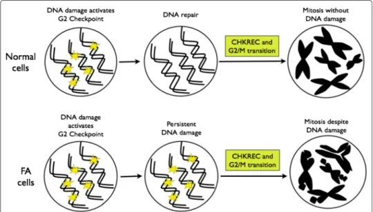 Fig. 8 CHKREC components activation in normal and FA cells. After DNA damage induction, the cell activates the DNA damage integrity checkpoints, the G2/M checkpoint specifically avoids the transition of the cell from G2 to M phase with unrepaired DNA damag