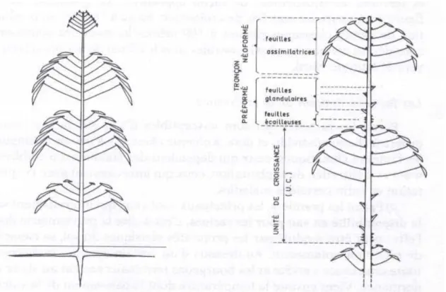Figure 1.3.  Etages foliaires d'un jeune hévéa, et disposition des verticilles foliaires (d'après  Combe &amp; Plessix 1974) 