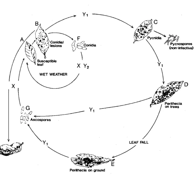 Figure 1.6. Cycle biologique de Microcyclus ulei, d'après Chee et Holliday (1986). 
