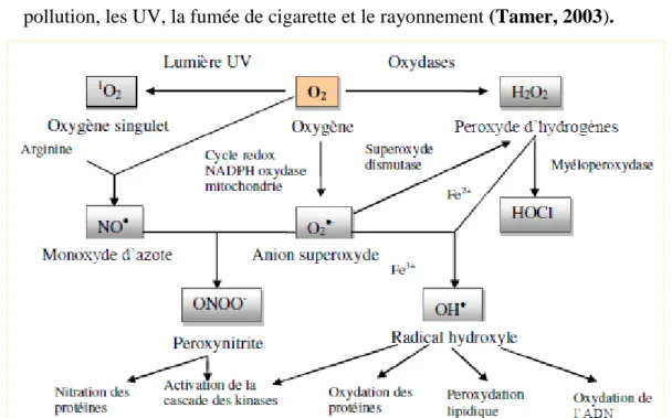 Figure 03 : Origine des différents radicaux libres oxygénés et espèces réactives de l’oxygène impliqué  dans les oxydation biologique (Favier, 2003)