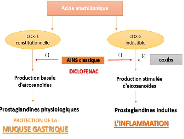Figure 06 : Modulation pharmacologique des isoenzymes de la cyclo-oxygénase (Jouzeau et al.,  2004)
