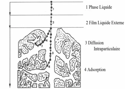 Figure I-1 : Schéma du mécanisme de l’adsorption sur un matériau microporeux. 