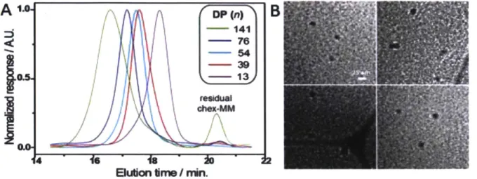 Figure  3.  Polymer  size  characterization.  A.  GPC  traces  of several  bottlebrush  polymers  derived  from chex-MM  with  degree  of  polymerization  n
