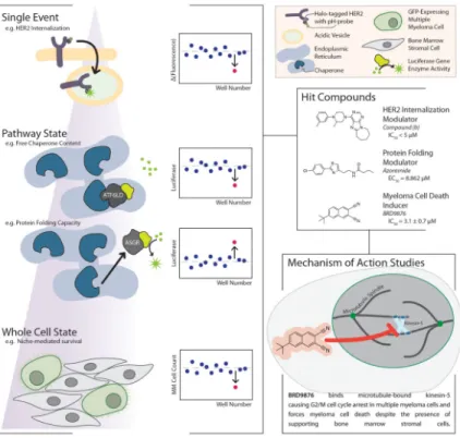 Figure 2. Chemical Probe Discovery via High-Throughput Cell-based and Phenotypic Assays The primary assays in this approach require a clear definition of phenotype for observation