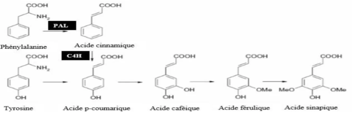 Tableau 9 : Structure des squelettes des polyphénols 
