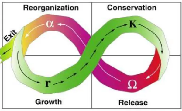 Figure  3.  Le  cycle  adaptatif  d’un  système  socio  écologique (Holling 2001). 