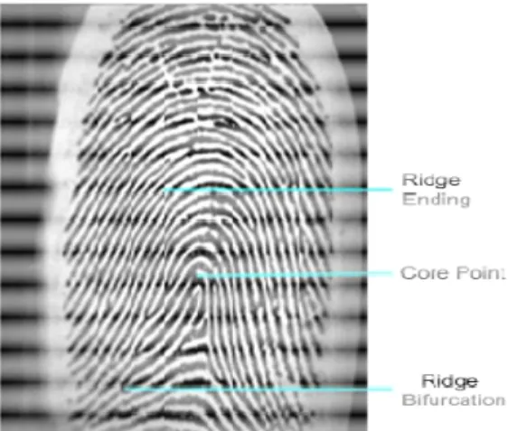 Fig. 1 Ridge ending core point and ridge bifurcation is shown