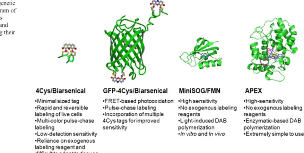 Fig. 2 Imaging of actin dynamics using the 4Cys technology. a Live-cell confocal imaging of tetracysteine-tagged beta-actin in cultured cells using the green fluorescent biarsenical FlAsH