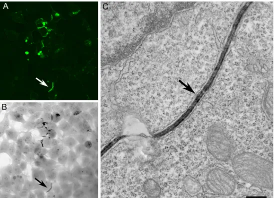 Fig. 9 Multimodal multiscale reconstruction of neurons using MiniSOG.