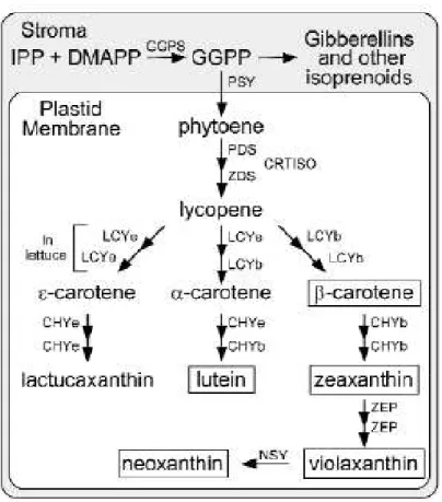 Figure 3 : Voie de synthèse des caroténoïdes dans les plastes des plantes.  