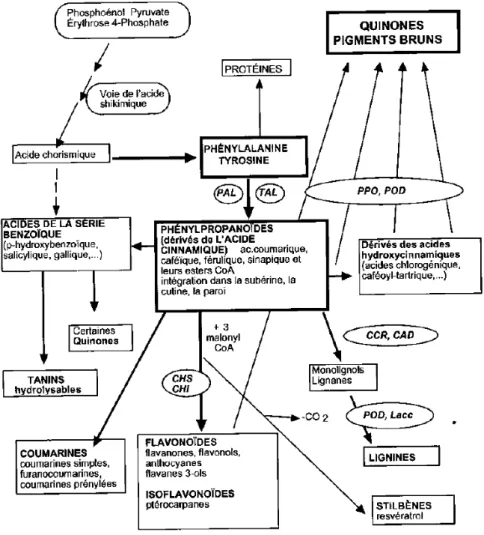 Figure  4 :  Les  grandes  lignes  de  la  biosynthèse  des  principaux  groupes  de  composés  phénoliques (d’après Macheix, 1996)