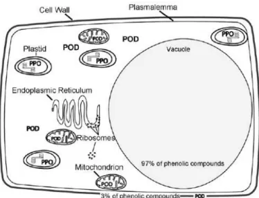 Figure 11 : Localisation des composés phénoliques et des enzymes d’oxydation (polyphénol  oxydase PPO et peroxidase POD) dans une cellule végétale