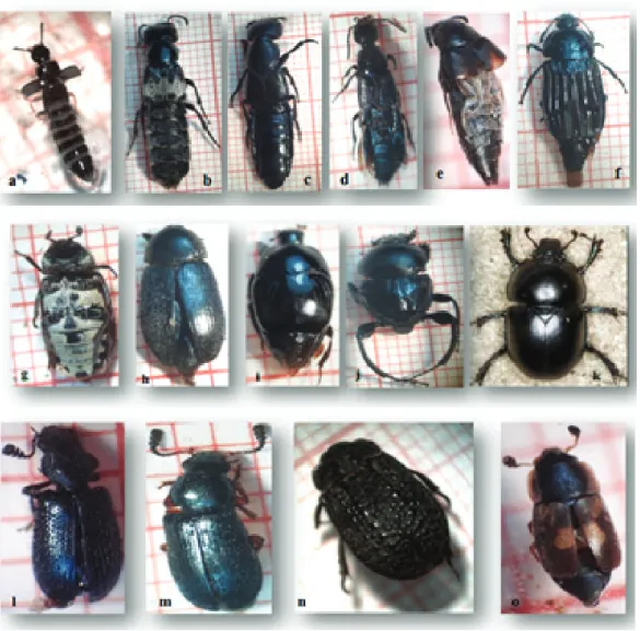 Figure 5. Some necrophagous beetles harvested from six corpses (original).