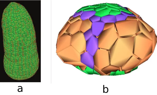 Fig. 2. simulation of mechanics and growth of a tissue. Figure (a) shows the mechanical state of a surfacic  tissue taken from [6]. Red segments in each cell show the main orientation of the stress in the cell. This  computation is to be compared with the 