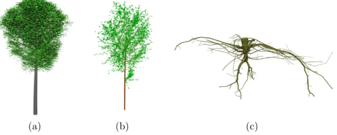 Fig. 11. Example of branching systems in PlantGL. (a) A beech tree simulated with an L-system using Lstudio/VLab and imported in PlantGL