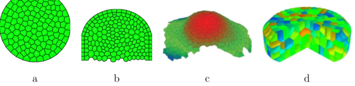 Fig. 12. Tissue models. (a) 2D tissue, (b) 2D transversal cut, (c) 3D surface tissue from [33], (d) 3D tissue.