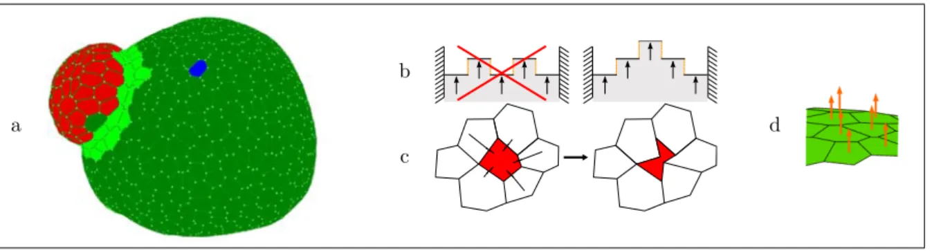 Figure 1: Model of meristem surface