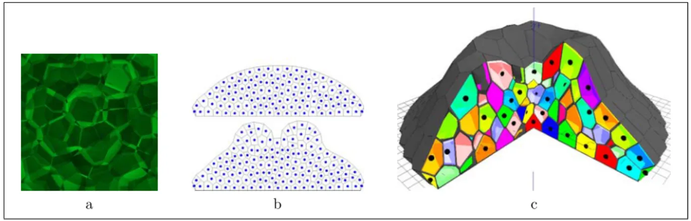 Figure 2: Carpel formation